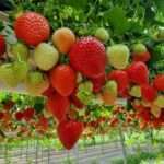 cocopeat grow bag exporters for strawberries