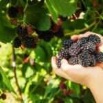 Commercial Berry Grow Media