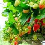 Strawberry grow bags