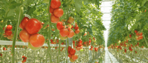 coco chips exporters