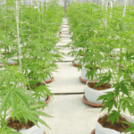 Cocopeat Planter bags