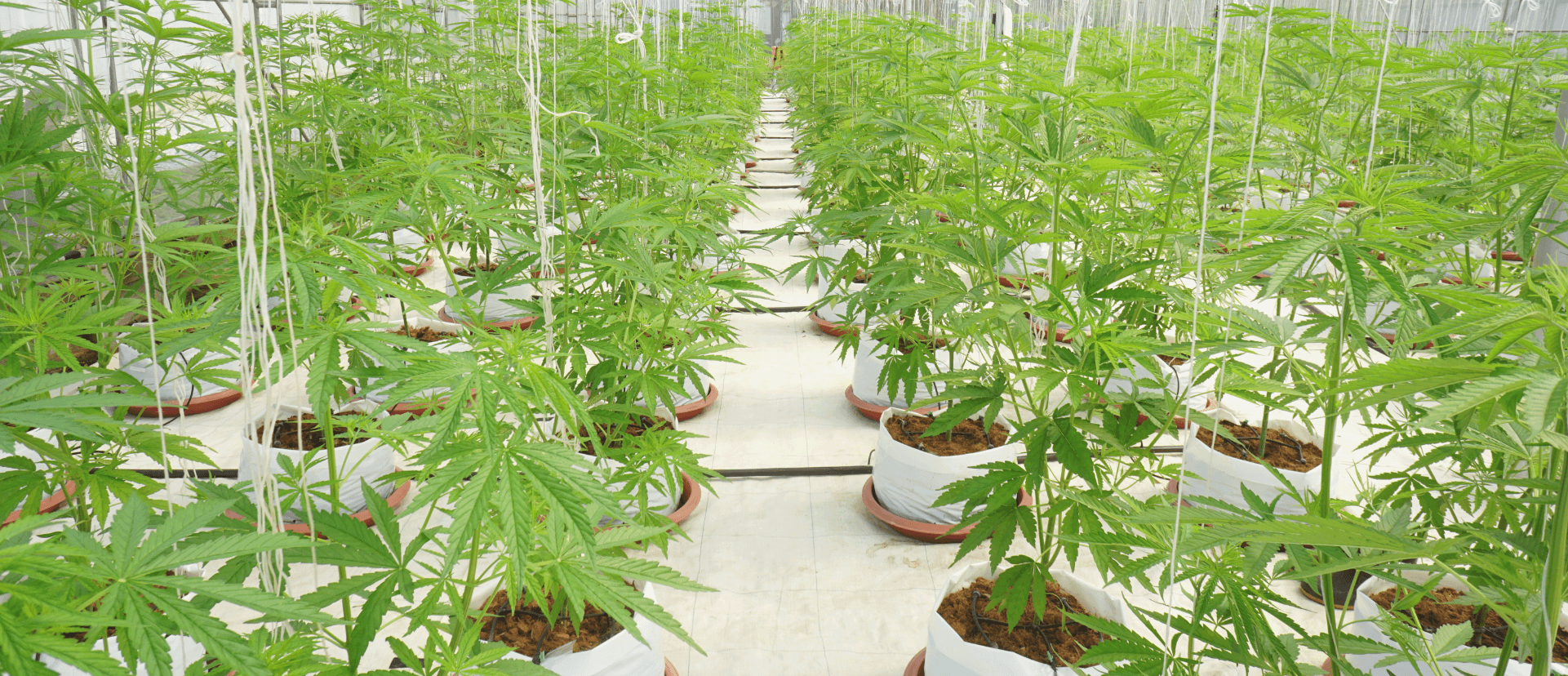 Cocopeat Planter bags