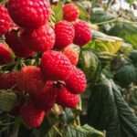 berry planter substrate