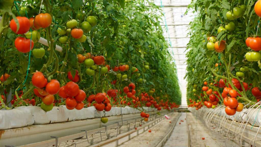 tomato greenhouse