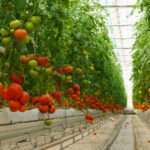 tomato greenhouse
