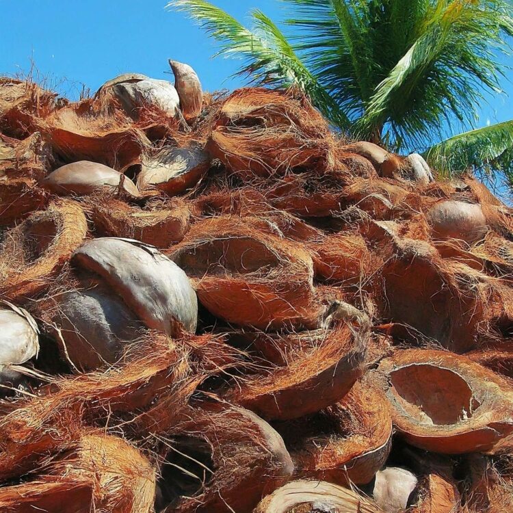 coconut husk