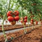 coco coir for tomatoes