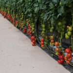 Cocopeat Grow Bag Exporters