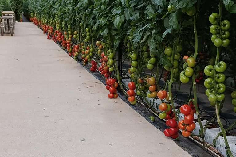 Cocopeat Grow Bag Exporters