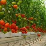 Greenhouse Tomato Growing Media