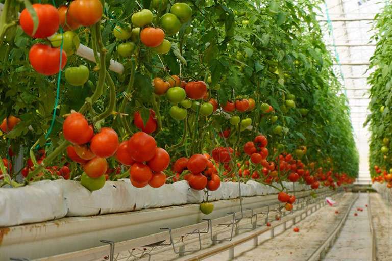Greenhouse Tomato Growing Media
