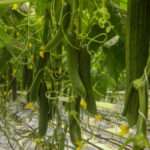 Coco Chips Exporters