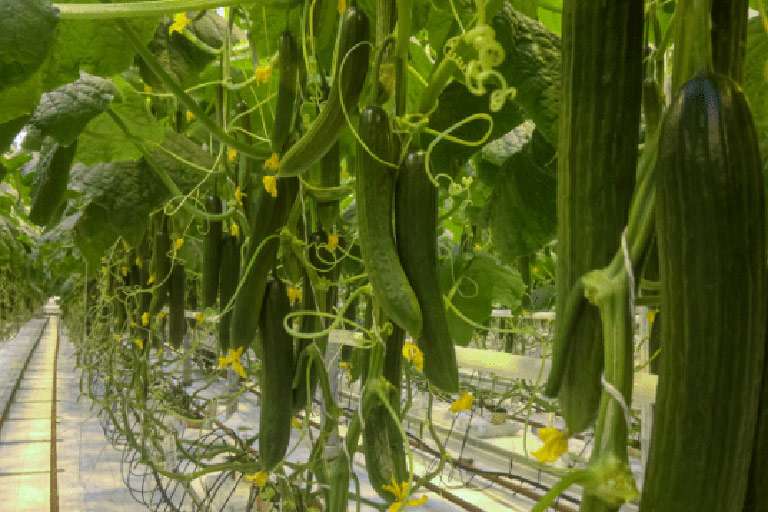 Coco Chips Exporters