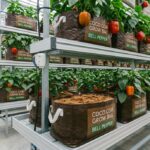 CocoCoir_GrowBags_BellPepper