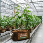 Coco Coir Grow Bags for Cucumber