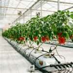 Commercial-capsicum-grow-bags