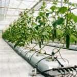 Greenhouse-cucumber-substrate-management