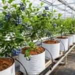 Growing Blueberries in Coco Coir