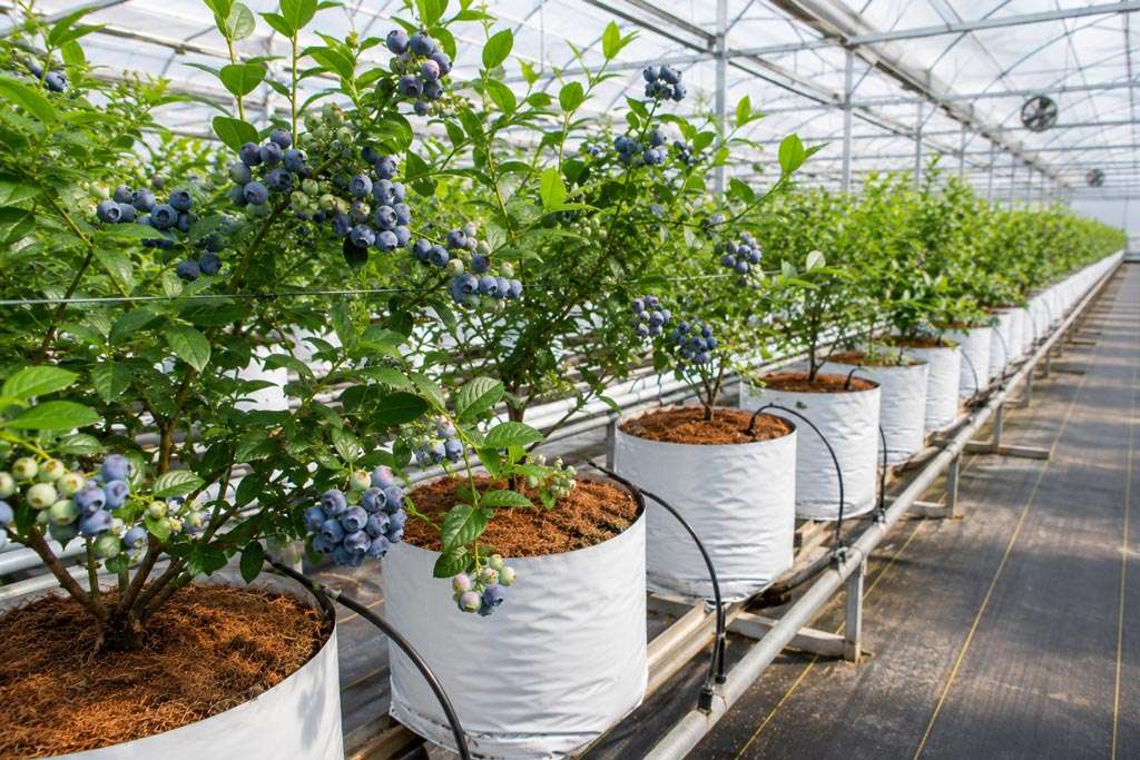 Growing Blueberries in Coco Coir