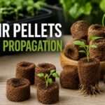coir pellets for propagation
